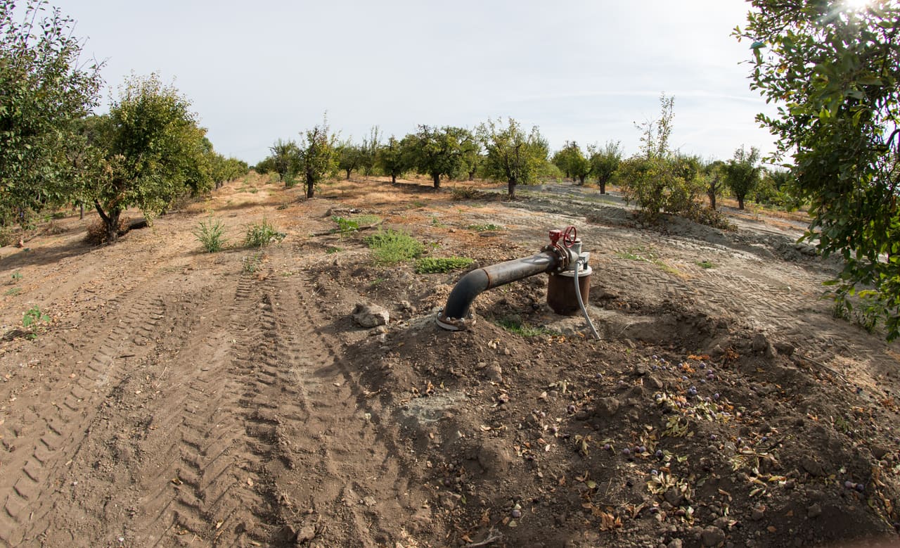 Irrigation well discharge pipe emerging beside a dirt lane in a drought-stressed orchard