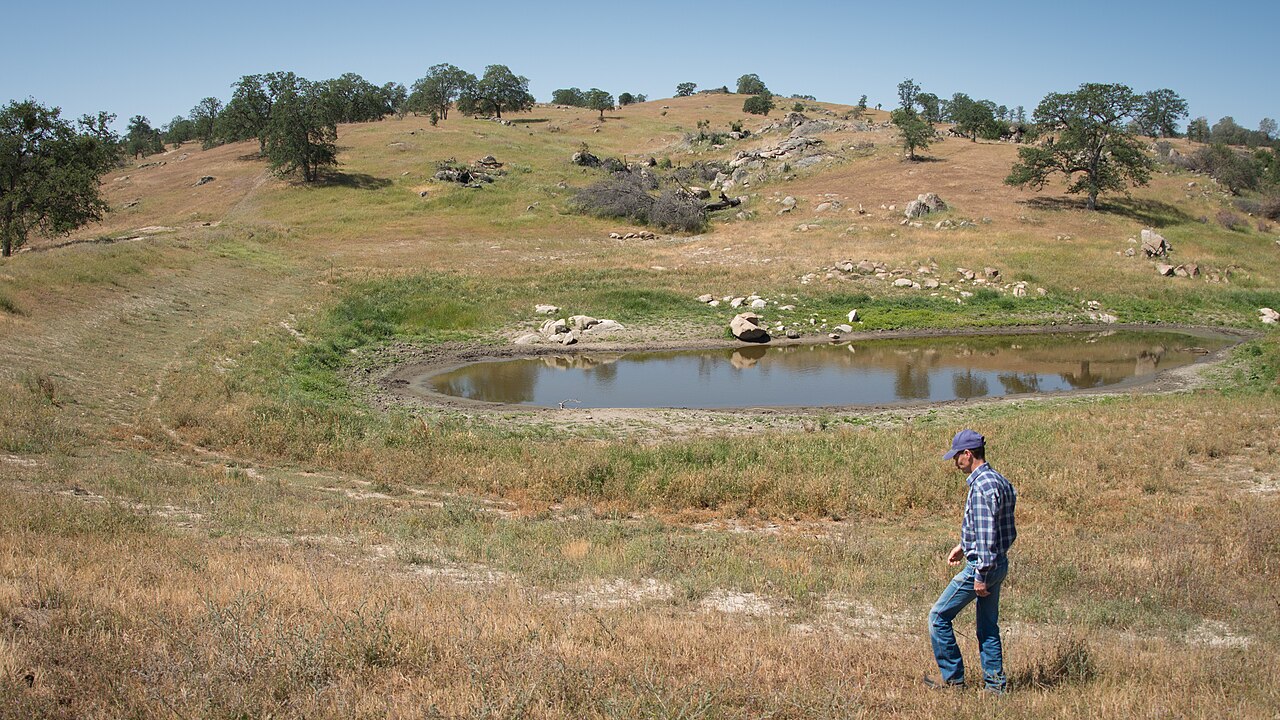 A rancher checks a low stock pond on rangeland with oak-dotted hills behind
