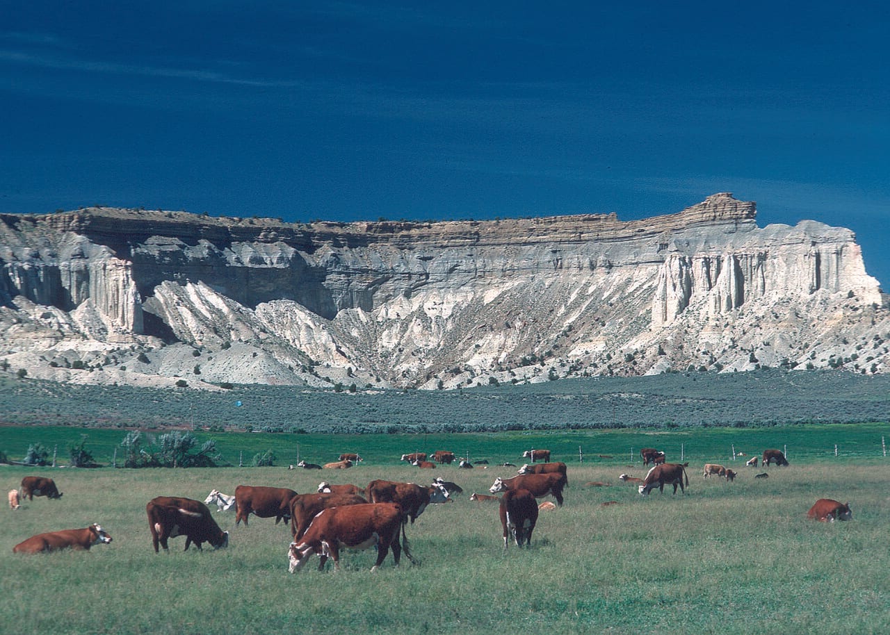 Cattle graze green rangeland below a sandstone butte in Utah