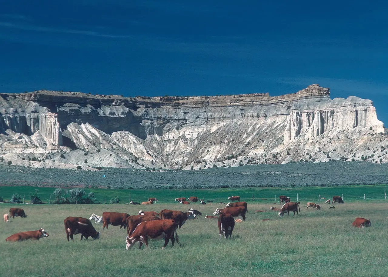Cattle graze green rangeland below a sandstone butte in Utah